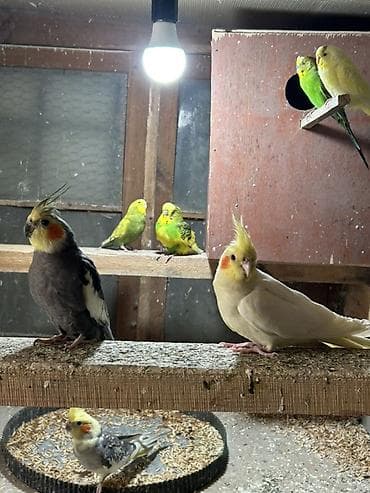 satdig quslar: Məhsul: Nimfa tutuquşuları (cockatiel) 5 dənədi hazir yumurtalari var — 6
