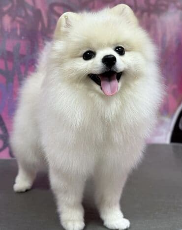 животные в добрые руки баку: Şpitz, Peyvəndli, Ünvandan götürmə — 1