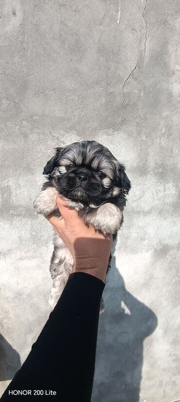 dişi itlər: Pekines, 1 ay, Erkek, Ödənişli çatdırılma — 2