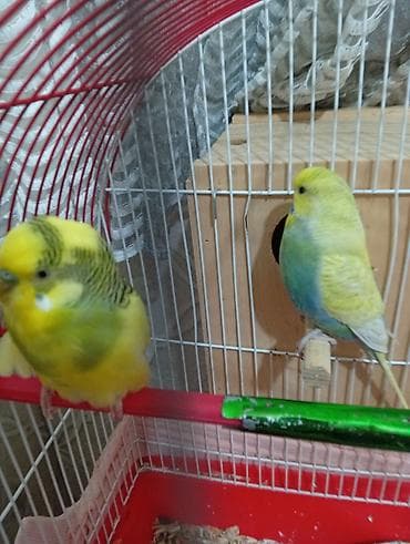 yem qabları: Məhsul: dalğalı tutuquşular və qəfəs dəsti - Növ: dalğalı tutuquşu — 3