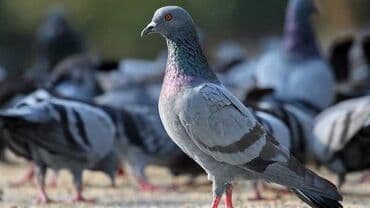 Çöl göyərçinləri – Satılır Qiymət 1.50 Qeyd: Şəkildə çöl