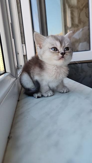 pişik sığınacağı: Şotland yastı qulaq — 3