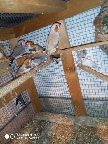 ördək ətinin qiyməti: Amadinlər Satış zebravıy sadə amadinlər benqal amadini risovka risoviy — 13