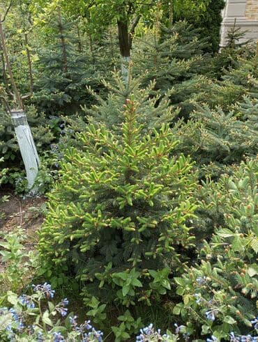 dibcək gulləri ev gulleri ve adlari: Hərkəsə salam😀 Quba ərazisində krimlovski şam ağaclarının topdan və — 1