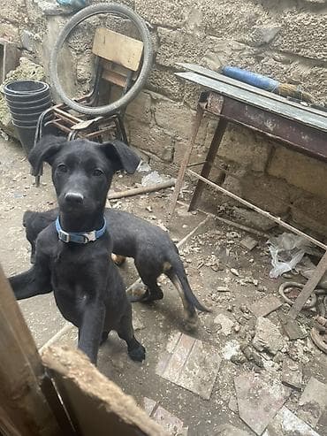 ayi sekilleri: Labrador-retriver, 7 ay, Peyvəndli — 3