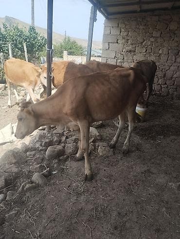 cins toyuqlarin satisi: Dişi, il: 1, Damazlıq, Ünvandan götürmə — 3