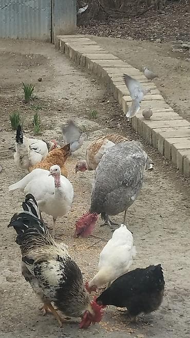 robot itin qiymeti: Hind quwu satilir temiz saglam damazliq ana -balalari ile birlikde — 2