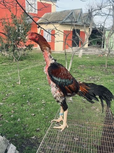 стрижка собак в баку: Heyratı xoruz satılır 1 il 4 aylıqdı qəşəy xoruzdu damazlıqa superdi — 4