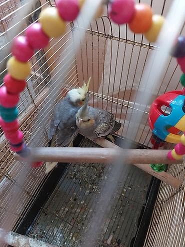 Korella Münasib qiymətə lalafo.az -da Korella Münasib qiymətə