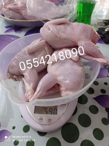 Quş: Xaiş edirəm diqqətli oxuyun Bi̇ldi̇rçi̇n təbii şəraitdə saxlanılan — 5