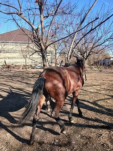 tap az atlar: Erkək, il: 4 — 3