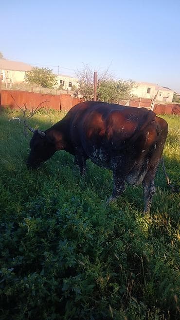 ala inek: Dişi, il: 6, Südlük, Ödənişli çatdırılma — 8