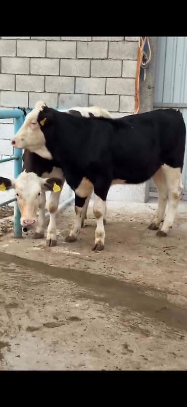 ordək balası və cucə: Satlıq heyvan – simmental tipli dana/buzağılar - Qara-ağ və — 1