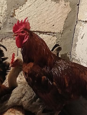 rengli quslar: Xoruz, il: 1 — 3