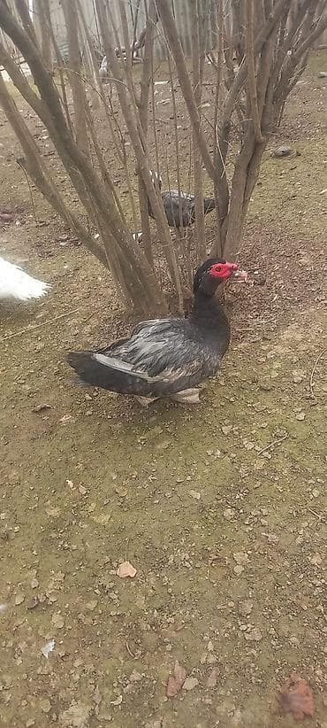 cucə və xoruz təmsil: Erkək, | Lal ördək, Damazlıq — 2