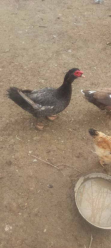 ordək yumurtasi: Təmiz qan 8 aylıq macar erkey qızğın aktiv və həmdə ətlik ağır cəkili — 2