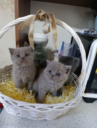 xaski balaca: Şotland, Erkək, Ödənişli çatdırılma — 6