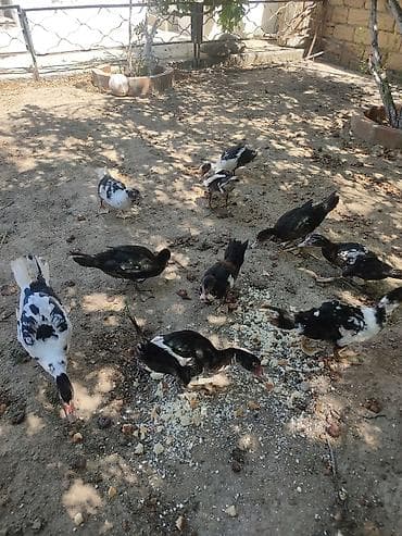 balaca itler satilir: Tam sagllam Lal ordekler. 10 ededi. qiymet. hamsina. aiddi tek tek — 1