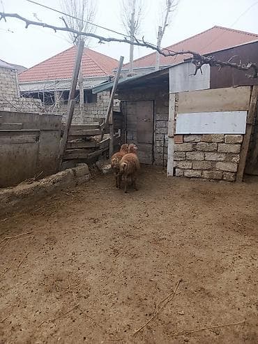 Eşşəklər: Quzular erkəydi tam sağlam heyvanim coxdu elqaqe nomrem 077 354 77 45 — 1