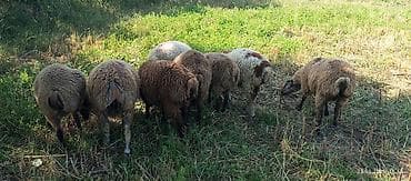 qoyun mal: Qurbanlıq təmiz və sağlam Qoyun-quzu d - Sayı: təxminən 8 baş - — 3