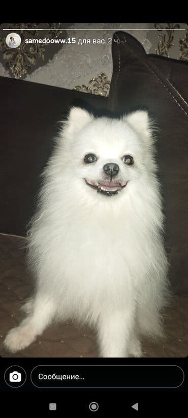 Şpitz, 3 il, Erkek, Cütləşmə üçün, Ünvandan götürmə