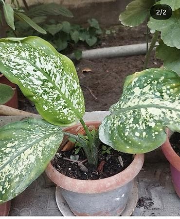 Xəritələr: Dieffenbachia 8 AZN satilir - Növ: Dieffenbachia, ağ ləkəli-yaşıl — 1