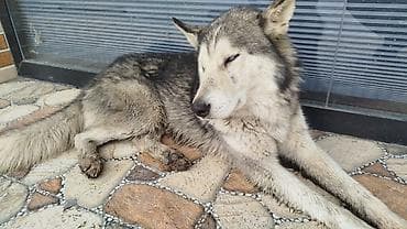 xaski iti haqqinda melumat: Xaski, 1 il, Erkek, Peyvəndli, Ünvandan götürmə — 2