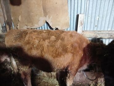 Qoyunlar, qoçlar: Razılaşma yolu ile — 4