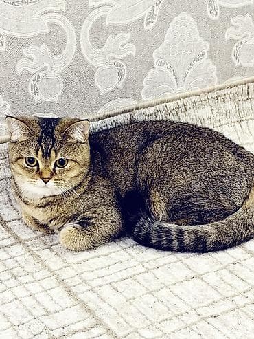 britan şinşila: Britan — 2