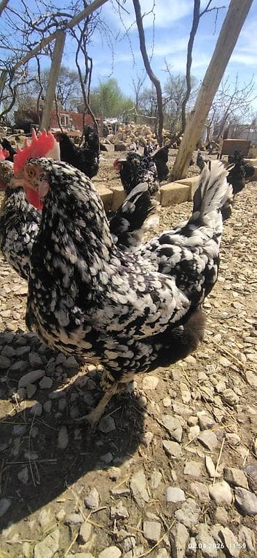 ucuz toyuqlar: Toyuq cücələri, Ətlik — 7