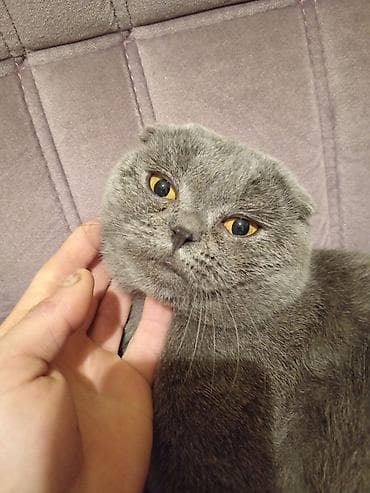 Şotland, Erkək, Pulsuz çatdırılma