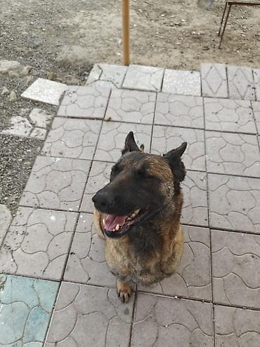 balaca cins itler: Belçika çoban iti, 3 il, Erkek — 2