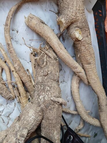 İçkilər: Məhsul: Təzə yeradamı/adam tipli iri kök bitkiləri (xren – hoseradish — 1