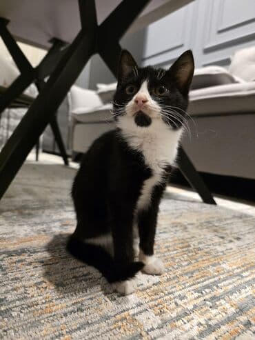 Erkək, Yaxşı əllərə, Ünvandan götürmə lalafo.az -da Erkək, Yaxşı əllərə, Ünvandan götürmə