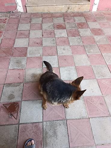 husky satilir: Alman çoban iti, 1 il, Dişi, Peyvəndli, Ünvandan götürmə — 4