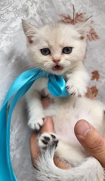 Fars, Pulsuz çatdırılma