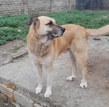 Kanqal, Erkek, Peyvəndli