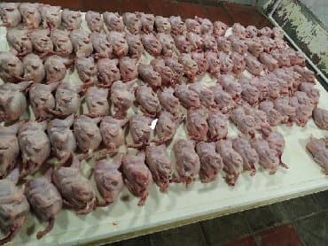 приют для кошек в баку: Diri və kəsilmiş hazır bildirçinlər. Tərtər və bərdə rayonlarına — 4