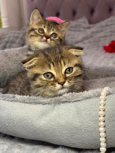 Pişiklər: Erkək — 4