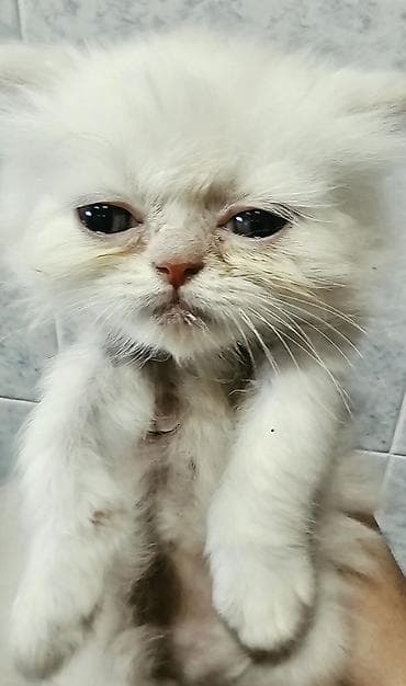 bala pişik: Ekzot — 3