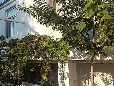 a frame evler: 7 otaqlı, 1250 kv. m, Orta təmir — 4