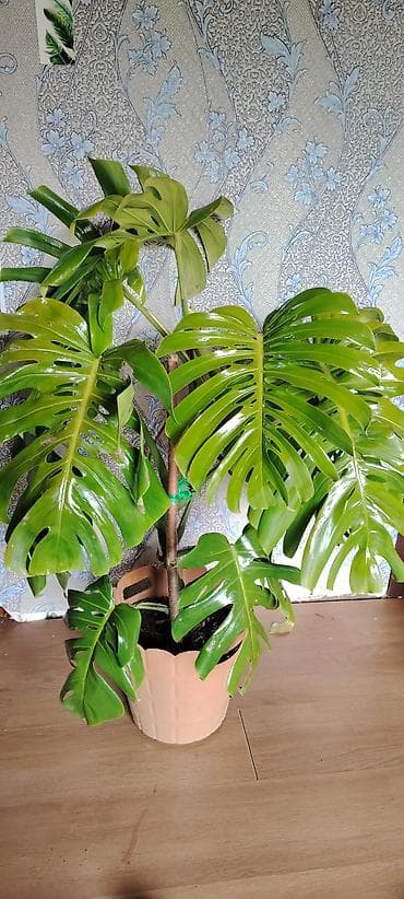 bezek bitkisi: Monstera deliciosa – iri yarpaqlı tropik ev bitkisi - Növ: Monstera — 1