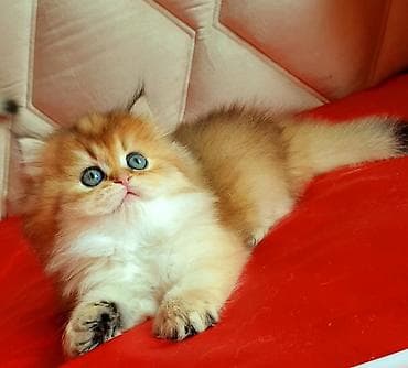 pişik sudu: Erkək, Ünvandan götürmə — 7