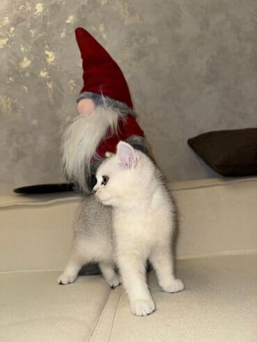 породистые котята в добрые руки: Шиншилла, Самец — 5