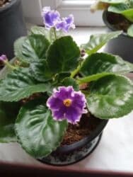 benovseyi: Bənövşə (Afrika bənövşəsi) – bənövşəyi çiçəkli, xırda dalğalı ləçəklər — 1