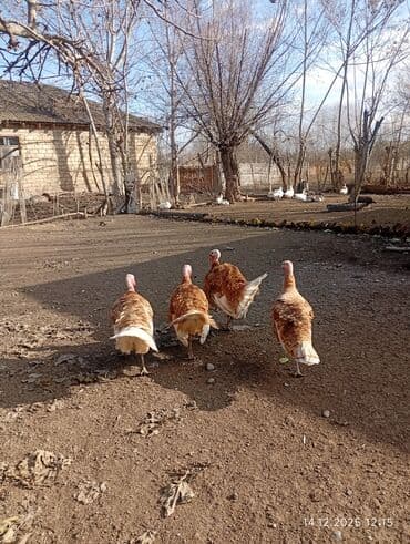 erkey danalar: Erkək, Amerika, Ətlik, Ünvandan götürmə — 1