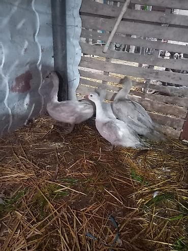 qaz erkek: 6 aylıq Təmiz qan lavandalar satılır. 2 erkəy 2 dişi — 1