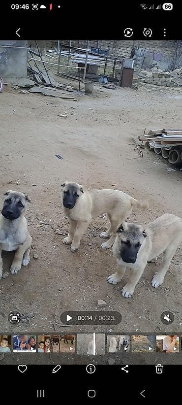 Akvariumlar: Kanqal — 2