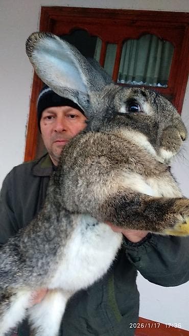 dovsan sekilleri: FLANDR (Belçika nəhəngi) – İri ölçü, yüksək gəlir! Təmiz qanlı Flandr — 1