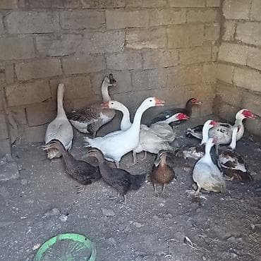 pekin ördək: 4 dənə qaz 3 dişi 1 erkey 6dene lal ordey 4disi 2 erkey 3 dənə — 3